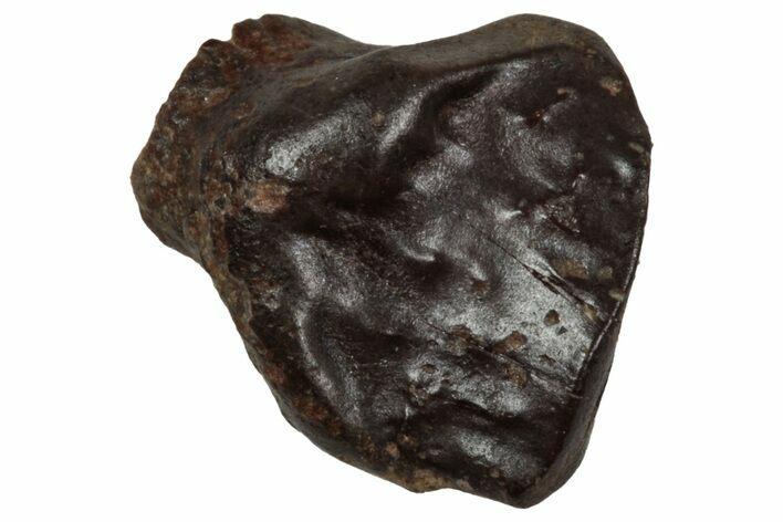 Fossil Nodosaurid (Denversaurus) Tooth - Montana #350545